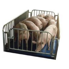 購買一臺稱豬地磅需要多少錢嗎?稱豬地磅購買注意事項有什么呢? 購買一臺稱豬地磅需要多少錢嗎?稱豬購買注意事項有什么呢?